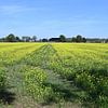 Gelbe Glanzblüten in der Landschaft ( Raps ) von Jose Lok