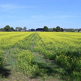 Fleurs à reflets jaunes dans le paysage ( colza ) sur Jose Lok