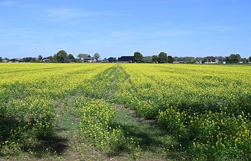 Yellow sheen blooms in the landscape ( rapeseed ) by Jose Lok