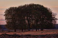 National Park Hoge Veluwe