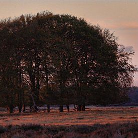 Parc National Hoge Veluwe sur Ed Vroom