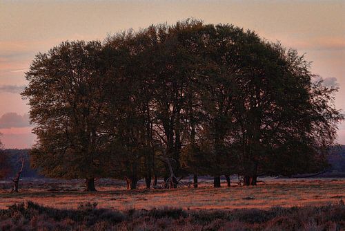 Parc National Hoge Veluwe