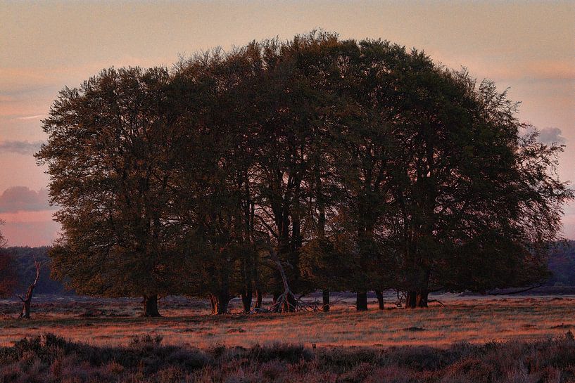 National Park Hoge Veluwe by Ed Vroom