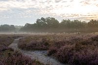 Heather landscape during a misty sunrise