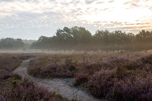 Heide landschap tijdens een mistige zonsopgang