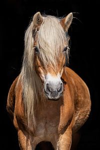 Iris van Eilandkarakters Ameland