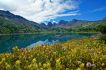 Blumenfeld am Lac d'Allos