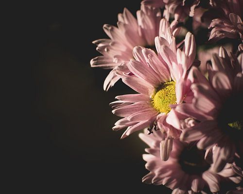 Gerberas im letzten Sonnenlicht