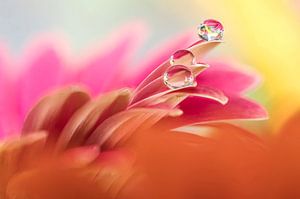 Waterdruppels op kleurrijke bloemen.