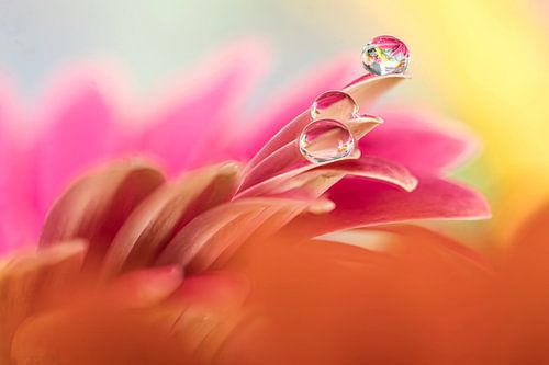 Waterdruppels op kleurrijke bloemen.