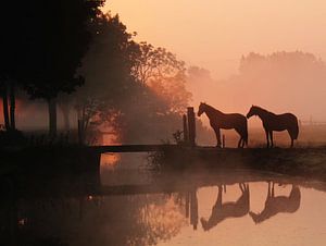 Pferde in der Morgendämmerung