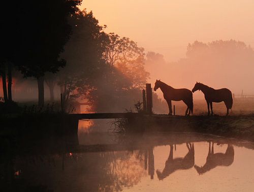 dawn horses van Annemieke van der Wiel