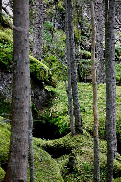 Forest by Thomas Jäger
