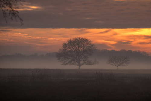 a sunny but misty afternoon on the Delleboer heath.