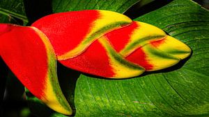 Helikonie