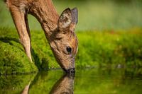 Ree heeft enorme dorst en drinkt op haar gemak
