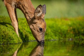 Ree heeft enorme dorst en drinkt op haar gemak van RebbelZfotografie