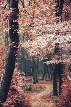 Traumhafte Farben von Lars van de Goor