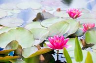 Waterlilies by Paula van den Akker thumbnail