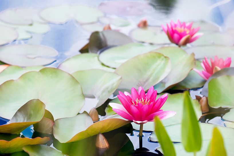 Waterlilies by Paula van den Akker
