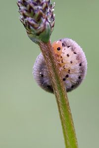 Rups op stengel