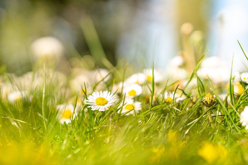 Fleurs dans le parc de la ville par Marcel Derweduwen