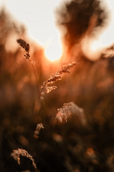 Liefde voor zonsondergang tussen de grassen
