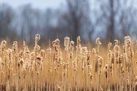 Fluffy water lilies by JWB Fotografie