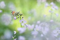 Vlindertje tussen bloemenzee van Paul Muntel thumbnail
