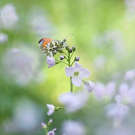 Vlindertje tussen bloemenzee van Paul Muntel