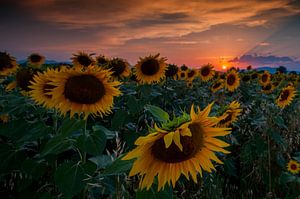 Tournesols sur Reint van Wijk