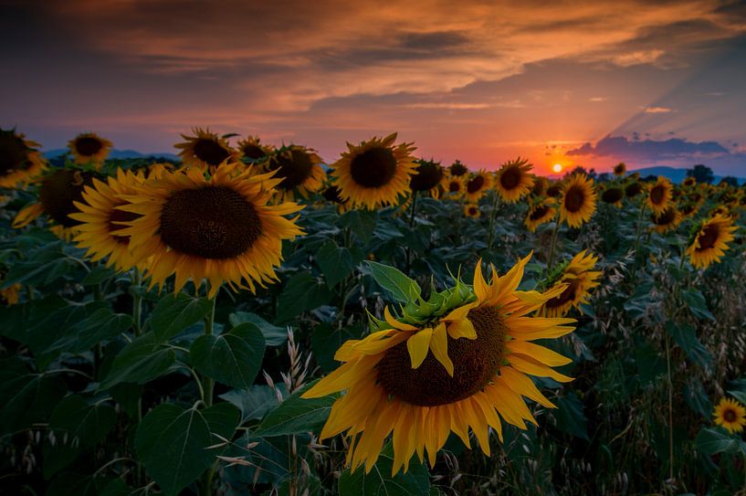 Sunflowers by Reint van Wijk