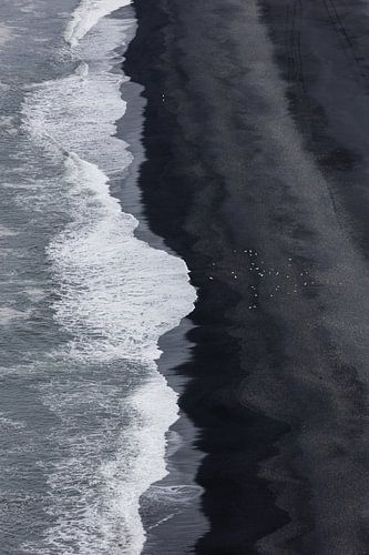 Plage de lave avec des oiseaux