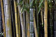 Bamboe in de tuin. van Susan Dekker thumbnail