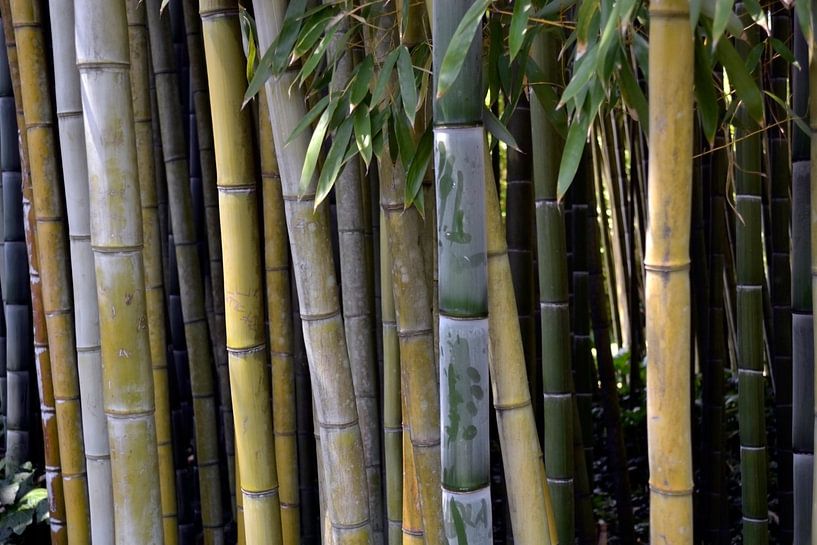 Bamboe in de tuin. van Susan Dekker