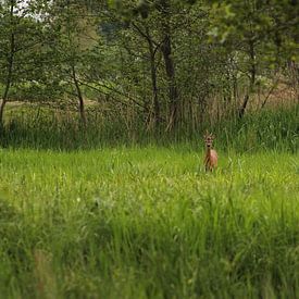 Rehbock im Schilf von loes spit