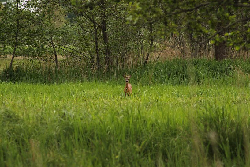 roebuck in the reeds by loes spit