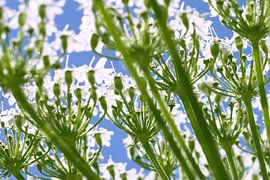 Flowers by Michel Meijer