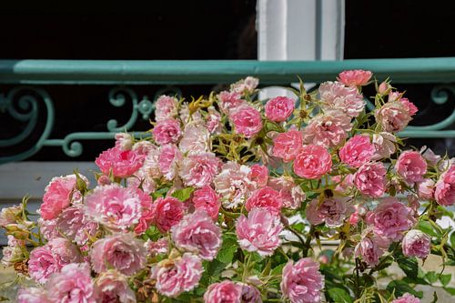 Rozen in Giverny