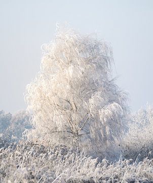 Winter silence: snow-covered birch in hoarfrost