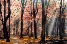 Printemps ou automne sur Lars van de Goor