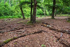 Bäume und Baumstämme im Darßwald