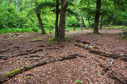 Bomen en boomstammen in Darßwald