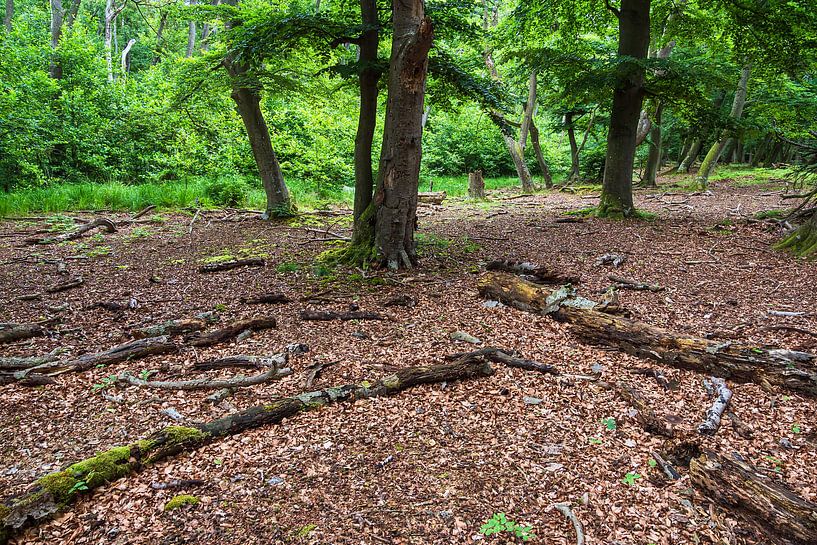 Trees and tree trunks in Darßwald by Rico Ködder