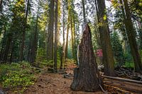 Yosemite sunrise