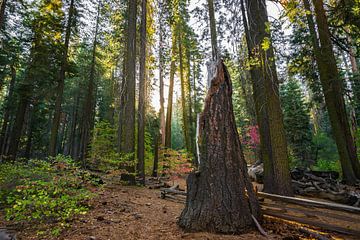 Yosemite sunrise van Ton Kool