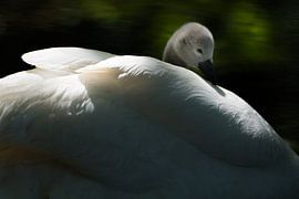 Young Mute Swan