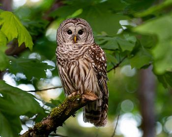 Barred Owl in Canada