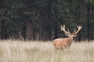 Weathervane on the Veluwe - Red deer - Netherlands by Wandeldingen thumbnail
