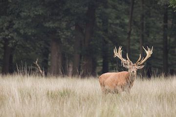 Weathervane on the Veluwe - Red deer - Netherlands by Wandeldingen